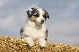 BERGER AUSTRALIEN PUPPIES 304